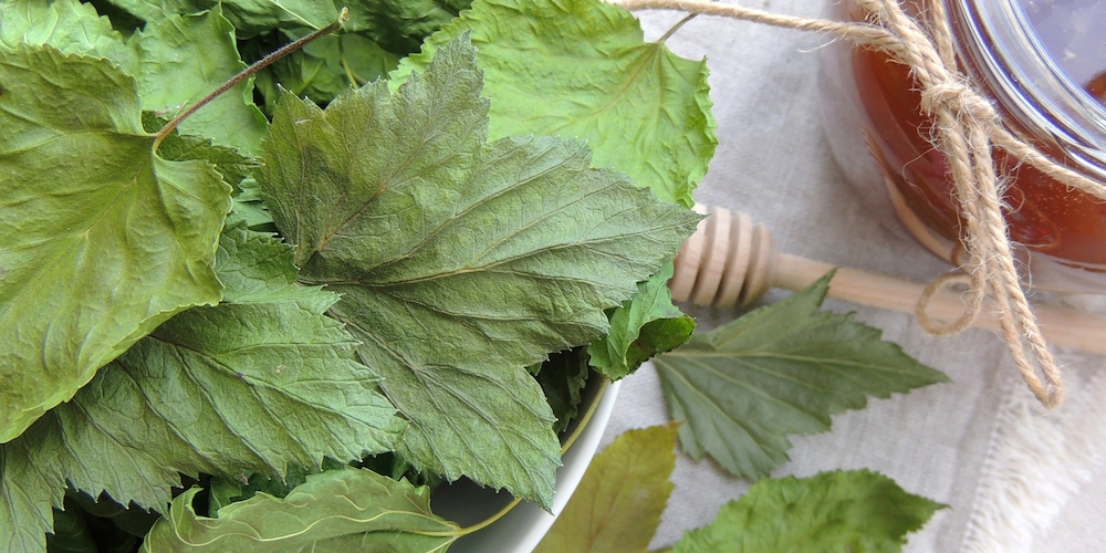 Mulberry for Cholesterol