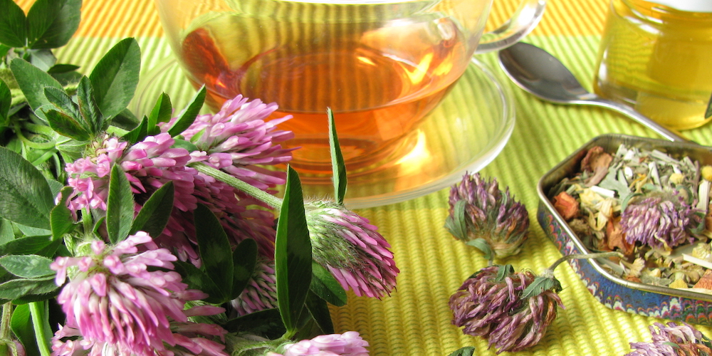 Is Red Clover Tea Good For Kidneys