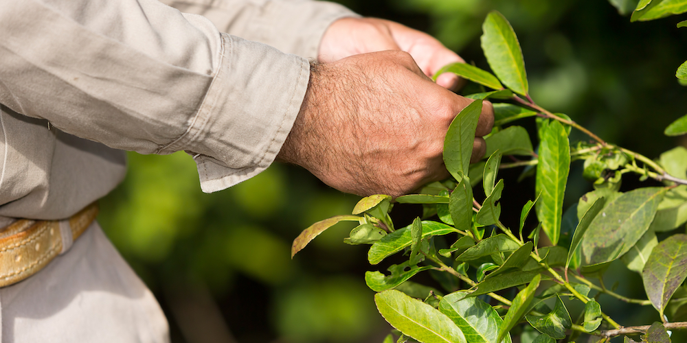 Yerba Mate Nutrition